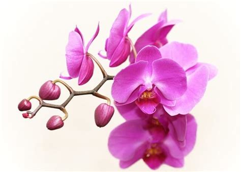 Orchids – Symbolism and Meaning - Symbol Sage