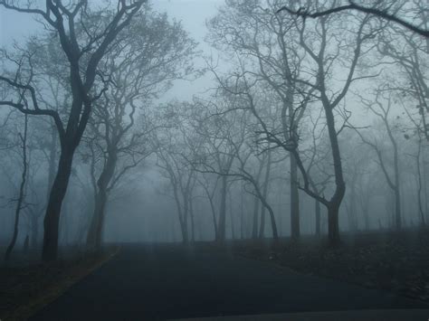 Free eerie forest Stock Photo - FreeImages.com