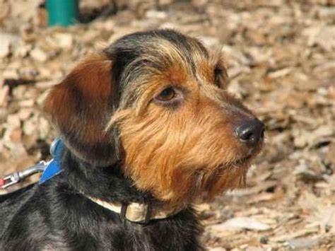 Dorkie Dog Breed | Name: Earnhardt JosephBreed: DorkieGender:MaleBorn ...