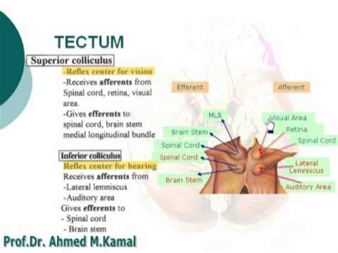 4 Tectum of midbrain د / احمد مصطفى كمال - YouTube