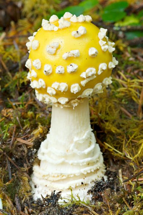 American Yellow fly Agaric (Amanita muscaria var. guessowii) - Oregon Photography