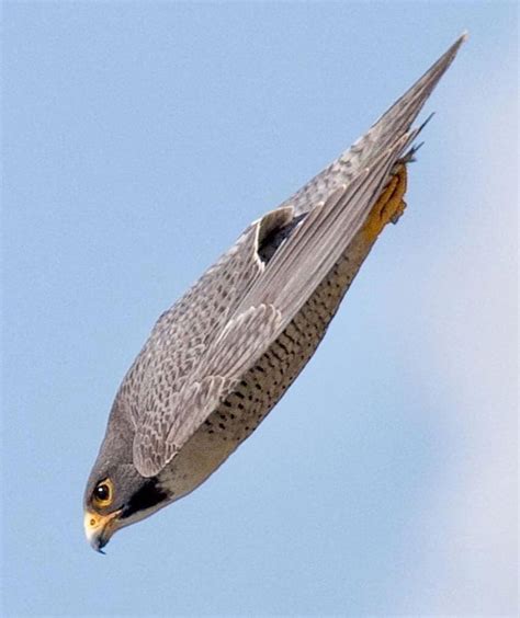 A Peregrin falcon dive. The peregrine falcon is the fastest diving bird ...