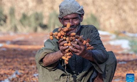 Date harvested in Al-Marazik village of Giza, Egypt - Global Times