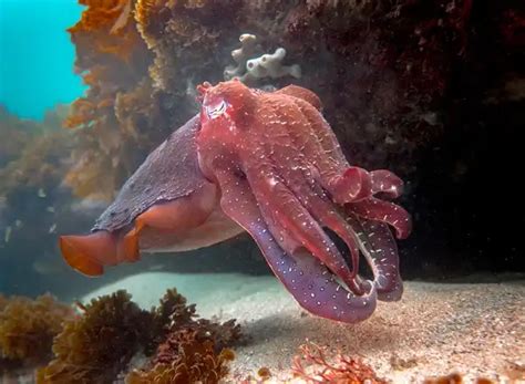 Cuttlefish - Facts, Size, Diet, Pictures - All Animal Facts