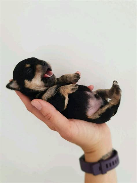 KC reg Black & Tan Chihuahua Puppies | in Dundee | Gumtree