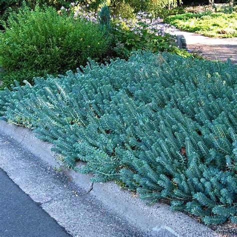 Blue Spruce Creeping Sedum - Pahl's Market - Apple Valley, MN