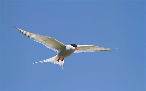 Quels sont les oiseaux migrateurs qui parcourent les plus longues distances ? | Oiseaux ...