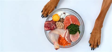 Dog Food Ingredients: What Ingredients You Should Avoid? – mypetguru.com