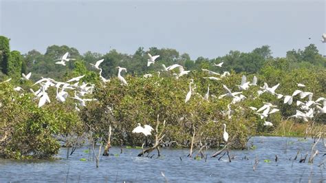 World Wetlands Day: 5 Wetlands In Vietnam And Why They’re Important | Vietcetera