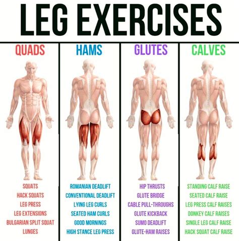 COMPLETE LEG EXERCISES | Muscle groups to workout, Leg and glute workout, Leg workout