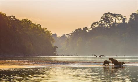 How Wide is the Amazon River at Its Widest Point?