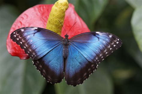 Blue Morpho butterfly (Morpho peleides) | Rode bloemen, Blauwe morpho, Vlinders