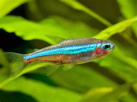 Paracheirodon simulans – Green Neon Tetra (Hyphessobrycon simulans) — Seriously Fish