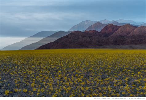 Death Valley Wildflowers – Second Take – Daniel Leu | Photography