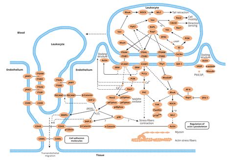 Leukocyte transendothelial migration - CUSABIO