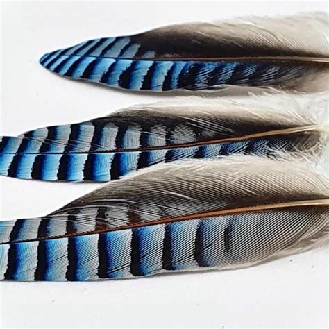 Blue Jay Feathers - Etsy