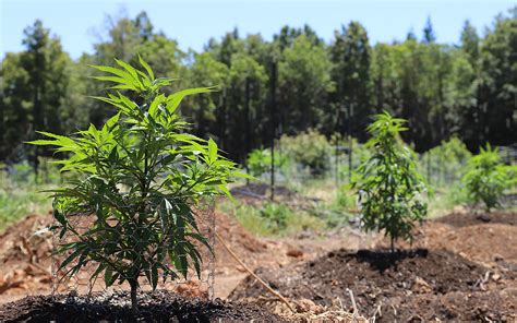 First Missouri Outdoor Grow Cultivation Facility Approved