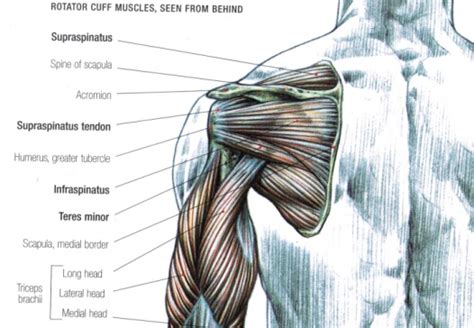 weightlifting - Exercises for "toughening" rotator cuffs - Physical Fitness Stack Exchange