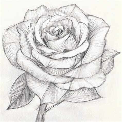 How to Draw a Realistic Rose for Beginners - Art Instruction For Beginners - Online Art Lessons