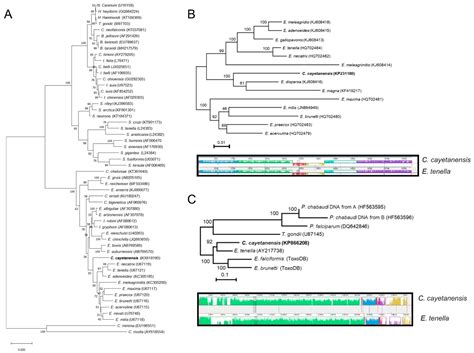 Microorganisms | Free Full-Text | Life Cycle and Transmission of Cyclospora cayetanensis: Knowns ...