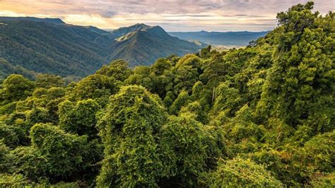 Australia's Ancient Forests Survived Planetary Extinction. Now, They're Burning | Ancient forest ...