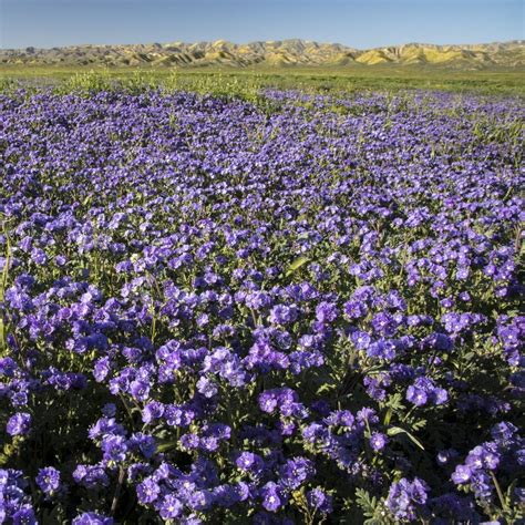 Seeds lacy phacelia, blue tansy (Phacelia tanacetifolia) - Price €7.00