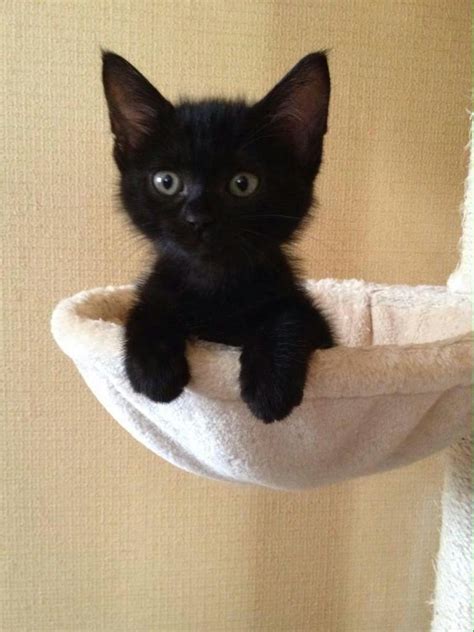 May be the cutest kitten ever! #CuteKitten | Kittens cutest, Baby ...