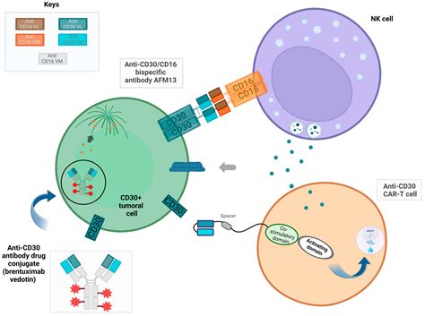 Cells | Free Full-Text | The Polyvalent Role of CD30 for Cancer ...