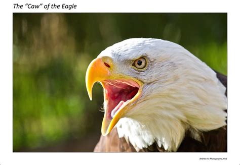 The "Caw" of the Eagle | Flickr - Photo Sharing!