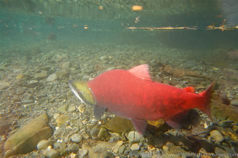 Spawning Salmon | Ron Niebrugge Photography