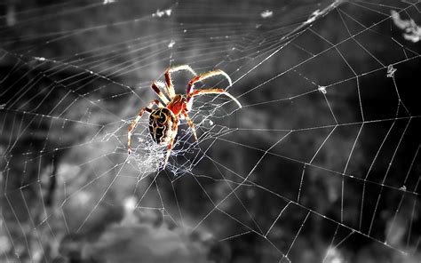 Spiders Wallpapers - Wallpaper Cave