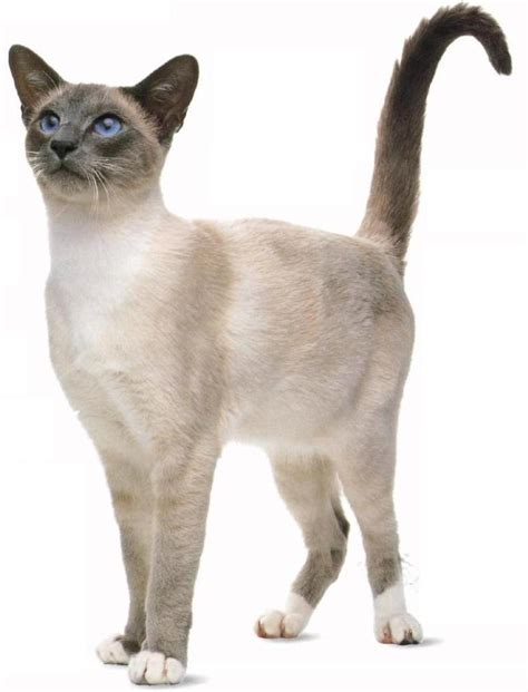 The Rare Snowshoe Cat & Its Unique Characteristics | Pouted.com