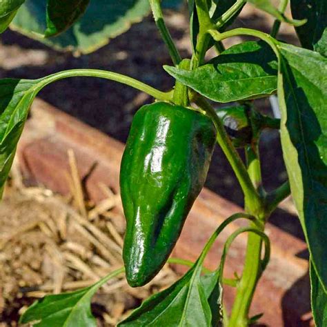 Poblano/Ancho Heirloom Pepper Seeds | Terroir Seeds