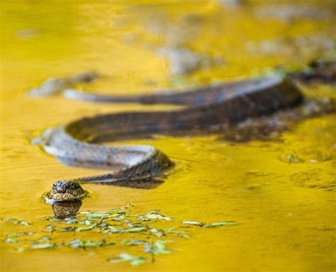 The 12 Types of Water Snakes Found in Texas – Nature Blog Network