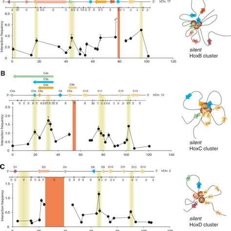 Chromatin looping is a conserved feature of transcriptionally silent... | Download Scientific ...