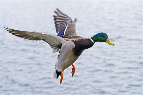 🔥 [93+] Mallard Wallpapers | WallpaperSafari