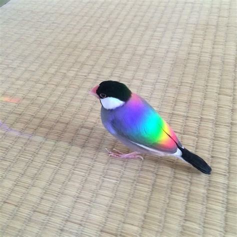 Rainbow bird is beautiful : r/Damnthatsinteresting