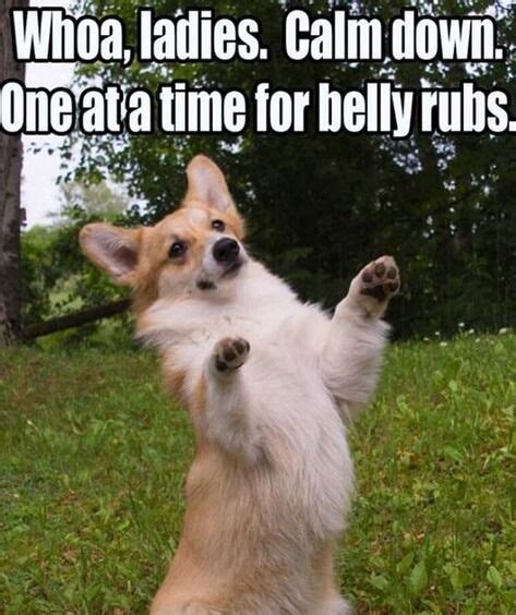 15 Funny Corgi Memes That Will Make You Smile! Corgi Funny, Cute Corgi, Corgi Dog, I Take A Nap ...