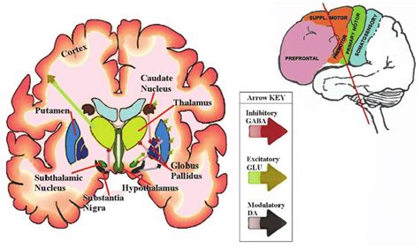 Caudate Nucleus And Thalamus