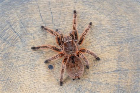 Chilean Rose Tarantula Pictures - AZ Animals