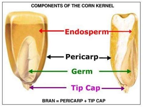 Endosperm culture and somatic embryogenesis