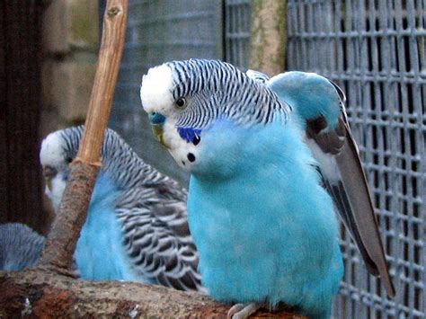 Wing Stretch Time For Mr. Blue Budgie! | Blue budgie, Budgies, Parakeet