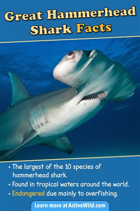 Great Hammerhead Shark Facts, Pictures & Video. Discover An Incredible Endangered Shark | Shark ...