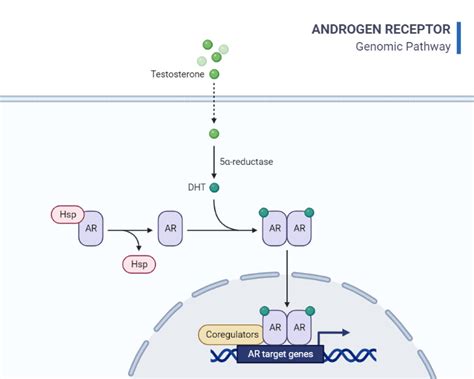 Androgen Receptor Genomic Pathway | BioRender Science Templates