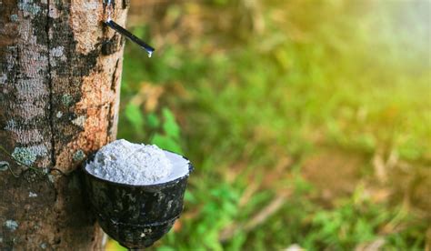 Rubber Tree: Facts, Benefits, How to Grow, and Maintain