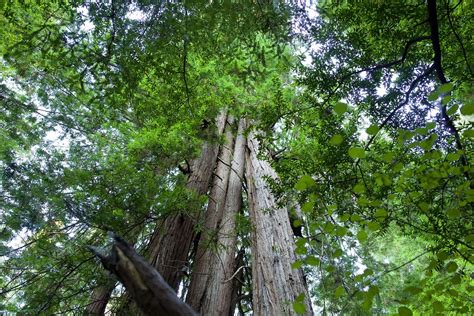 Muir Woods Redwood Trees | Muir Woods | Stephen Foskett | Flickr