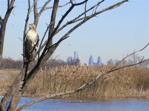 Celebrating the Urban Wildlife Conservation Program | by Defenders of Wildlife | Wild Without ...