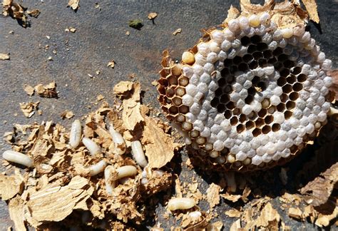 Ever wondered what is inside a wasp nest? - BTP | Professional Bird & Pest Control