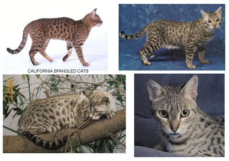 LOST BREEDS - california spangled cat