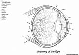 Anatomy Of The Eye Coloring Pages sketch template